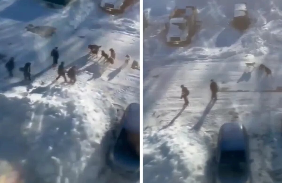    Хабаровской школьнице, пострадавшей от собак, могут выплатить компенсацию