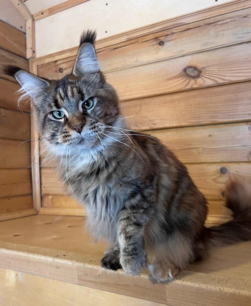 Тина (можно листать)