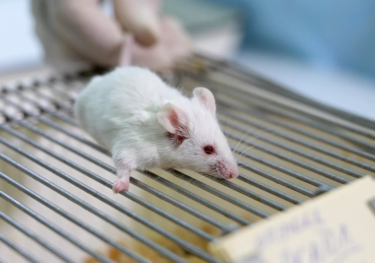 © Sputnik / Илья Питалев