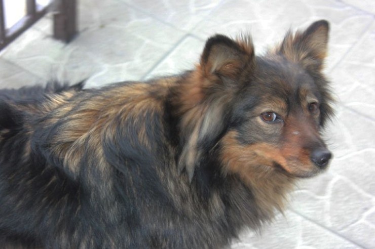 Фото: ИА "Хакасия"
