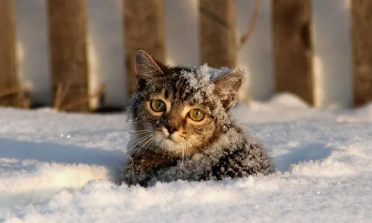 Фото из свободных источников