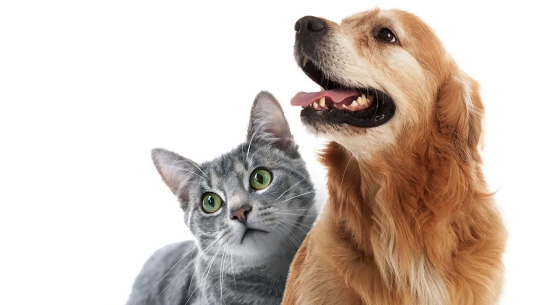 Больше интересного в нашем Telegram-канале! https://t.me/grand_prix_pet_food