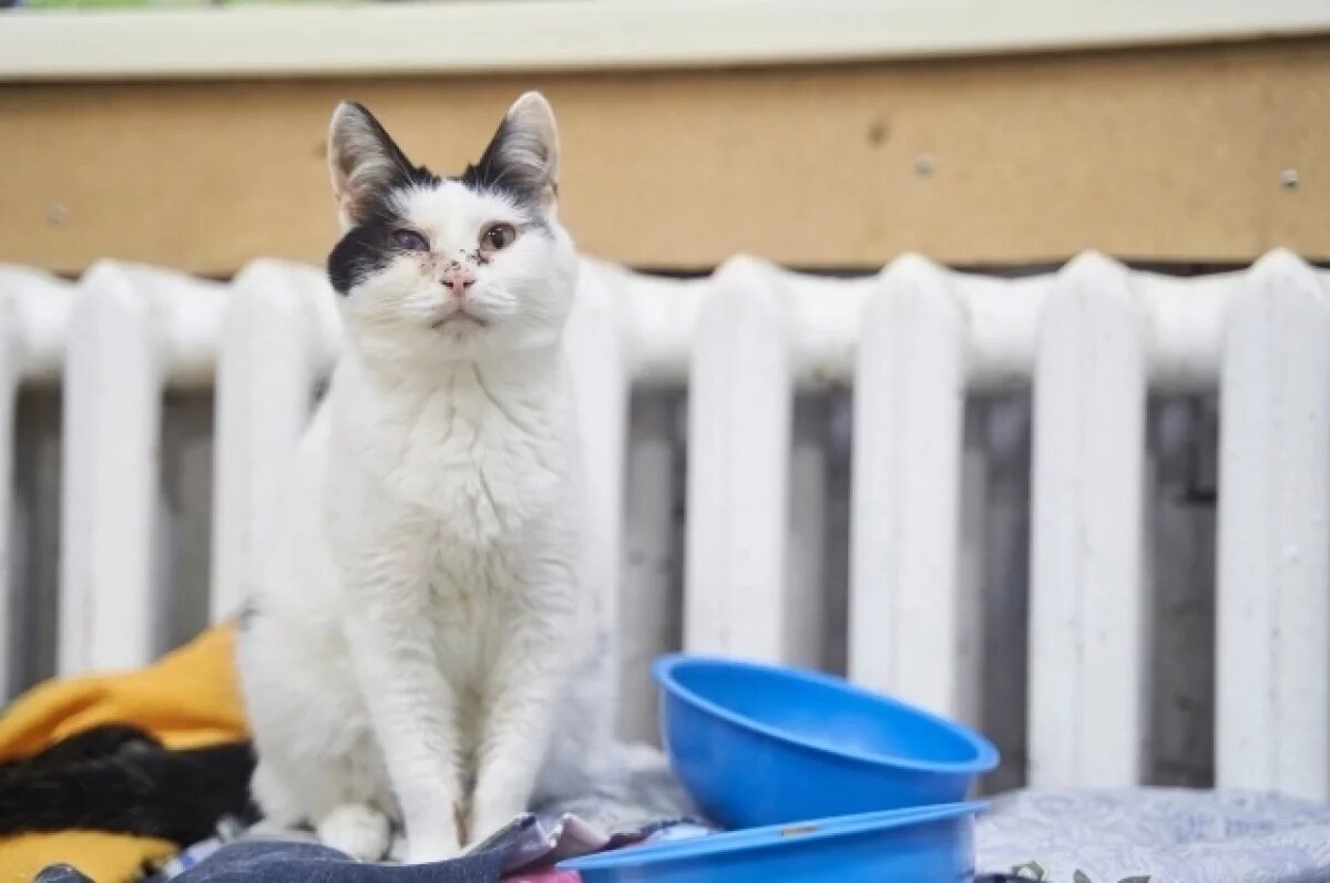    Ижевский приют для бездомных животных «Кот и пёс» избежал закрытия