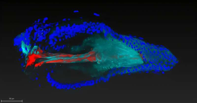 Лактобациллы (красные) имеют гены, позволяющие им прикрепляться к определенному участку желудочно-кишечного тракта плодовой мушки (синий/голубой). Фото: Ren Dodge/Carnegie Science.