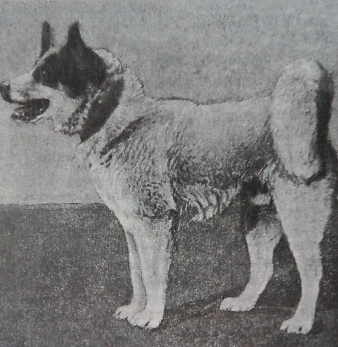 Западно-сибирская лайка. Взято из интернета 