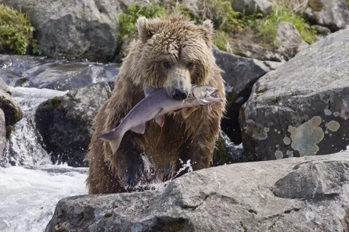    Численность медведей посчитают весной на Камчатке