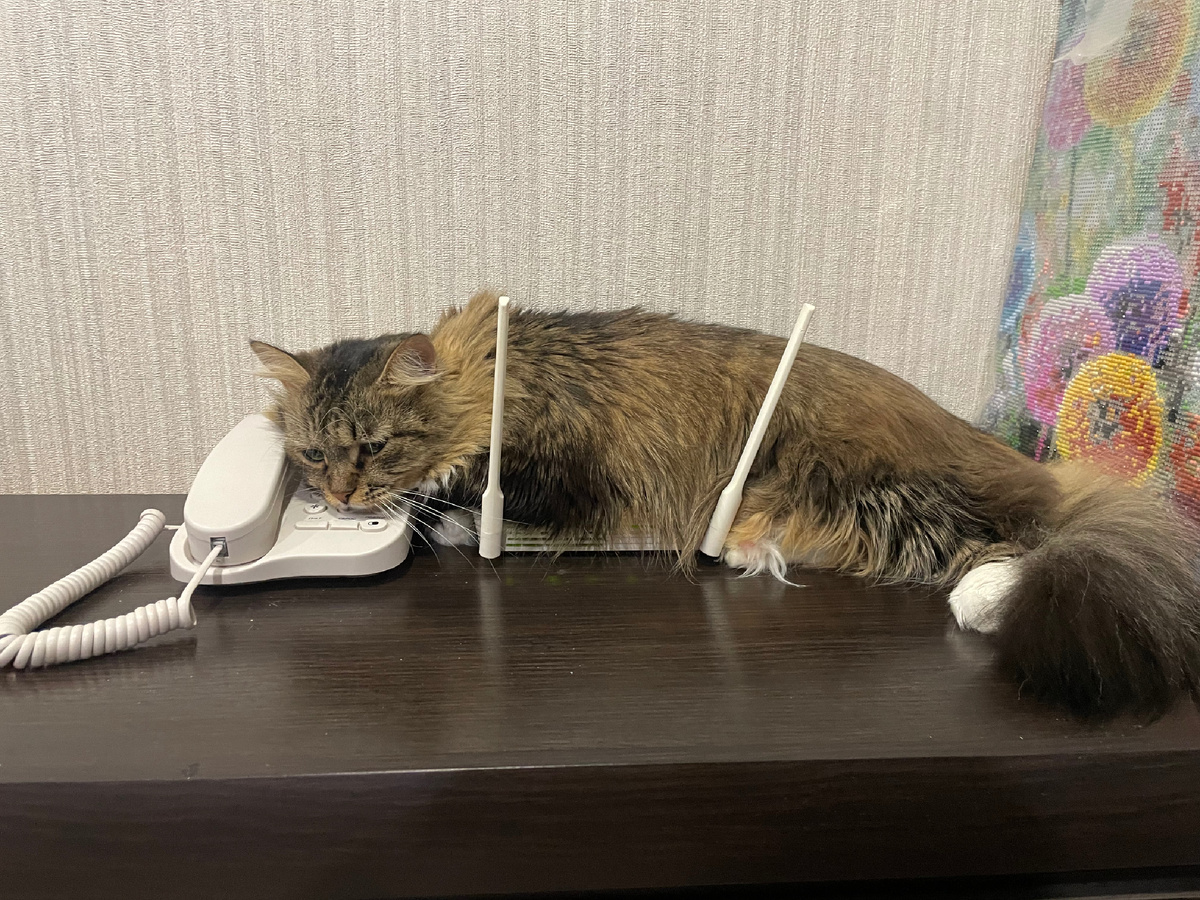 Тоша грустит прямо на модеме. Скучает по своим подписчикам