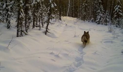     В заповеднике на севере Красноярского края волчица устроила дефиле перед фотоловушкой