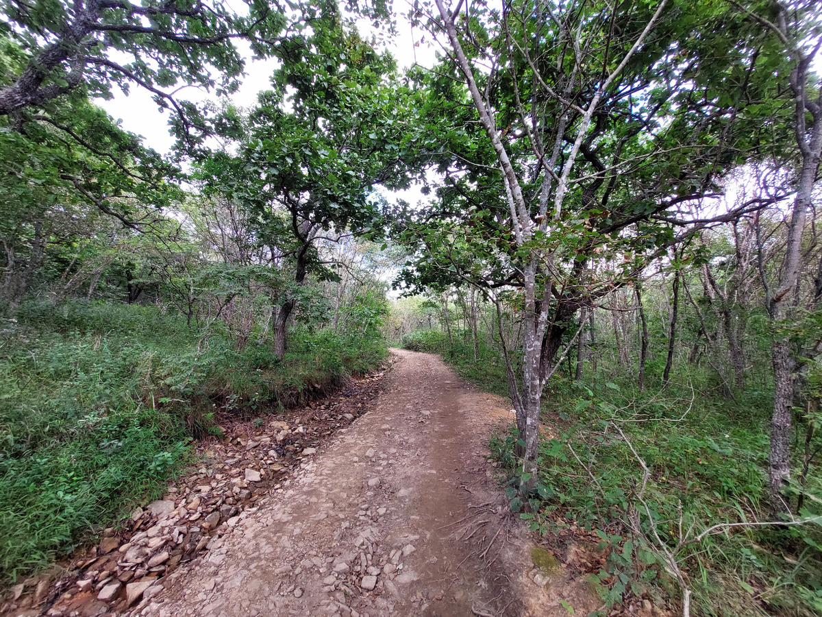 Лес и сами деревья - это отдельное удовольствие. Всё выглядит максимально непривычно