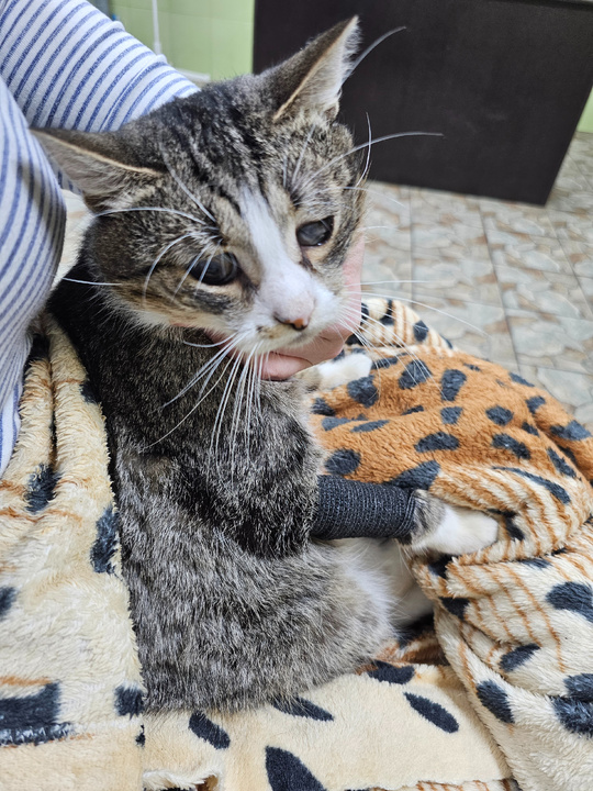 Арашик у врача