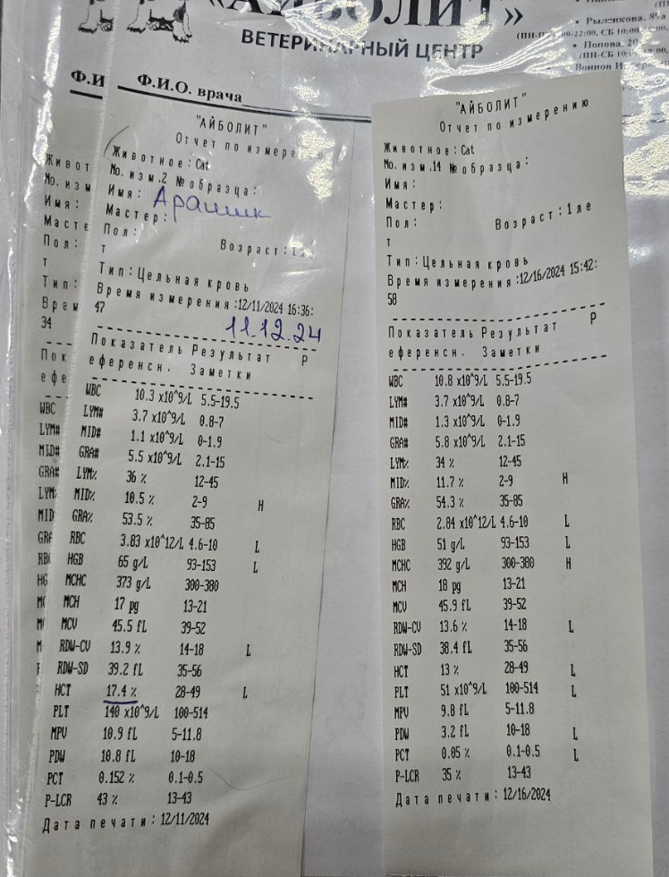 Анализы Арашика, потребовалось очередное переливание