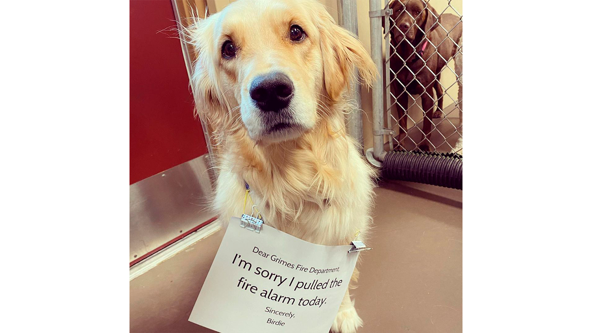    На табличке написано: «Извините, что включил пожарную сигнализацию»