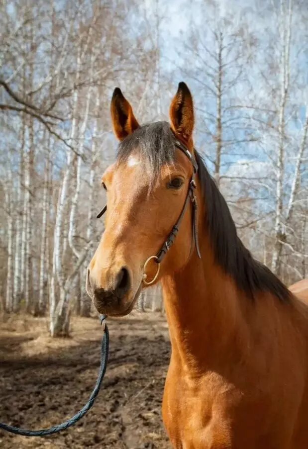     Источник: Скриншот www.avito.ru