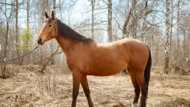     Источник: Скриншот www.avito.ru