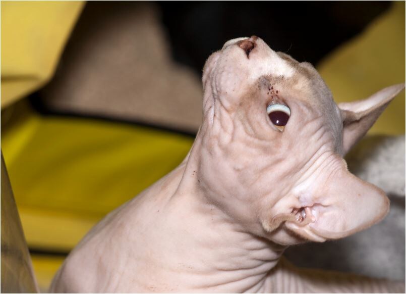 Изображение: https://www.flickr.com/