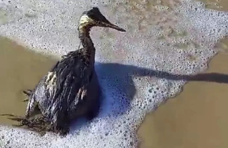 Видео: t.me/MoreOz, t.me/anapa_geographic
