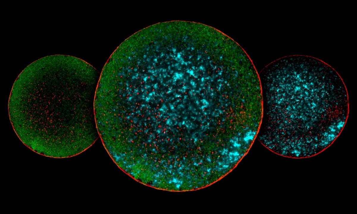 Распределение серотонина (зеленый) и его рецепторов 5-HT1D (красный) и 5-HT2B (циановый) в зрелой яйцеклетке мыши. Источник: Frolova et al. / International Journal of Molecular Sciences, 2024