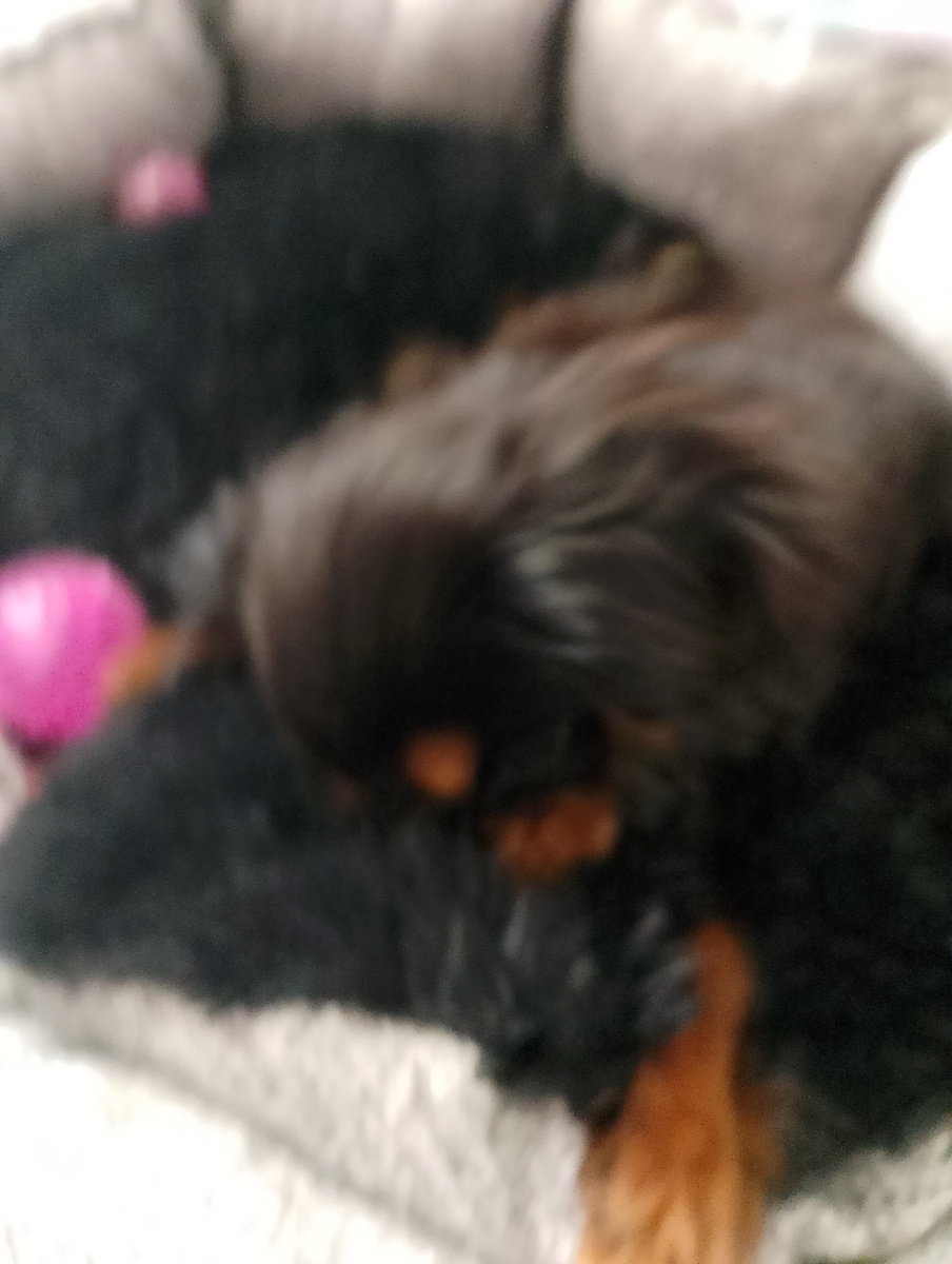 Это фото было сделано когда ему было 3 месяца. Сейчас 7.