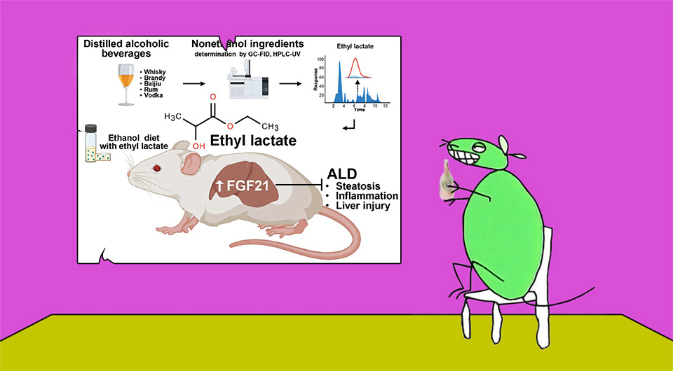   N + 1; 12 oz. Mouse / Cartoon Network, 2005-2007; Yang Jiang et al. / Advanced Science, 2024