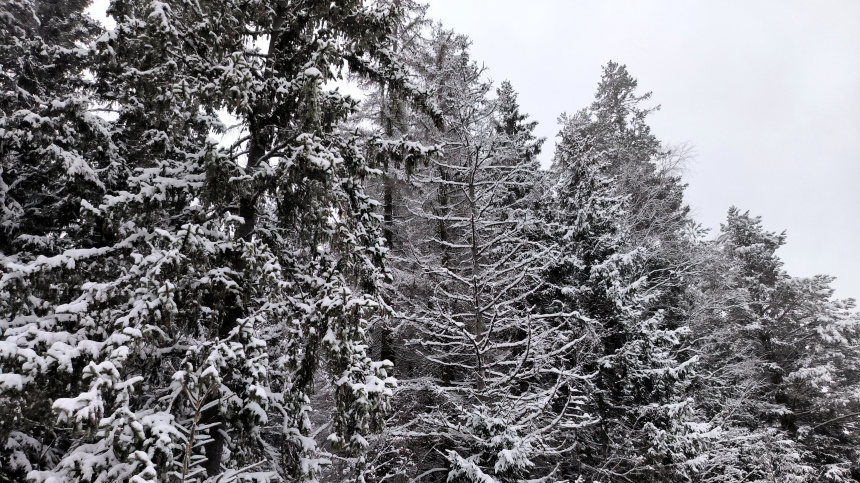    Фото: www.globallookpress.com/Maksim Konstantinov; 5-tv.ru