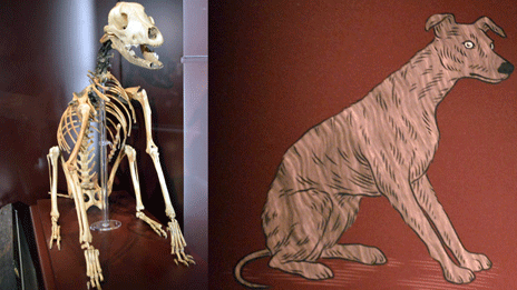 Пес Хэтч на борту корабля "Мэри Роуз"