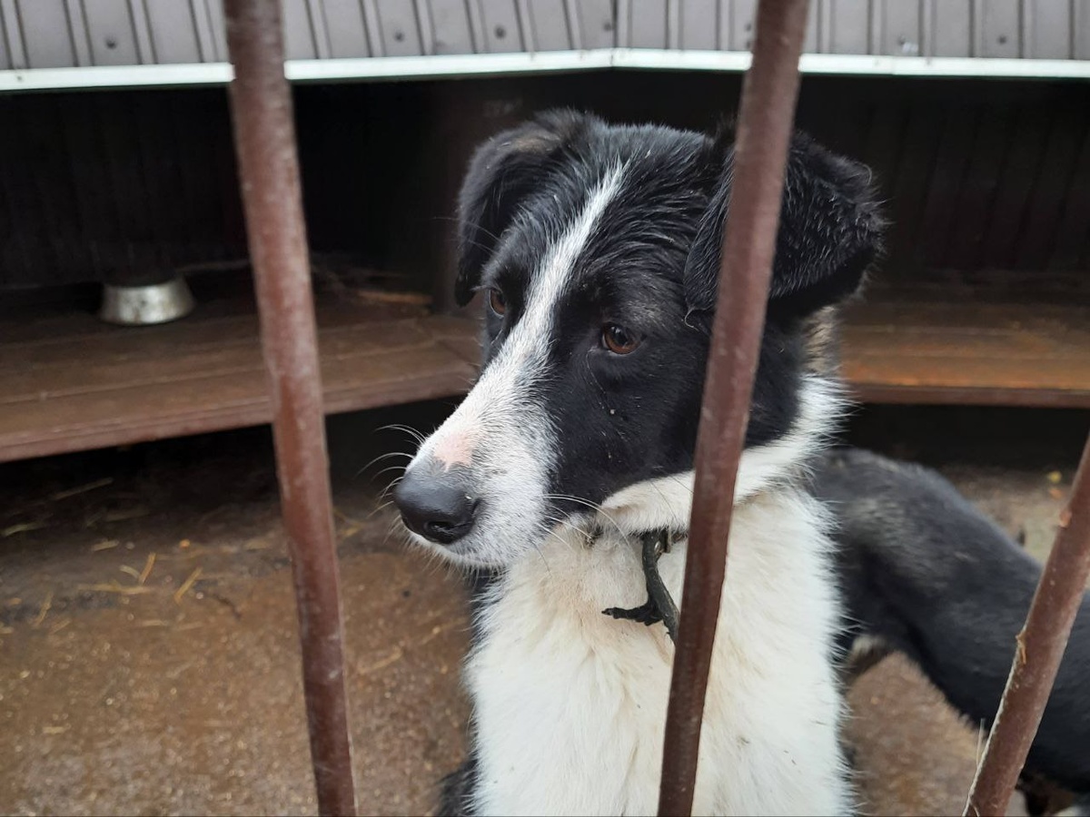 Ранее о проблемах сообщали представители приюта.  Фото: ФедералПресс / Ксения Кобалия