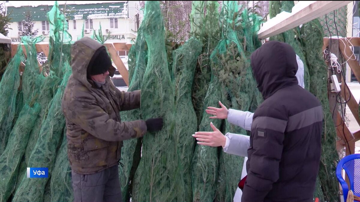    "Вести" узнали, в какую сумму в этом году обойдется елка в Уфе и как ее правильно выбрать