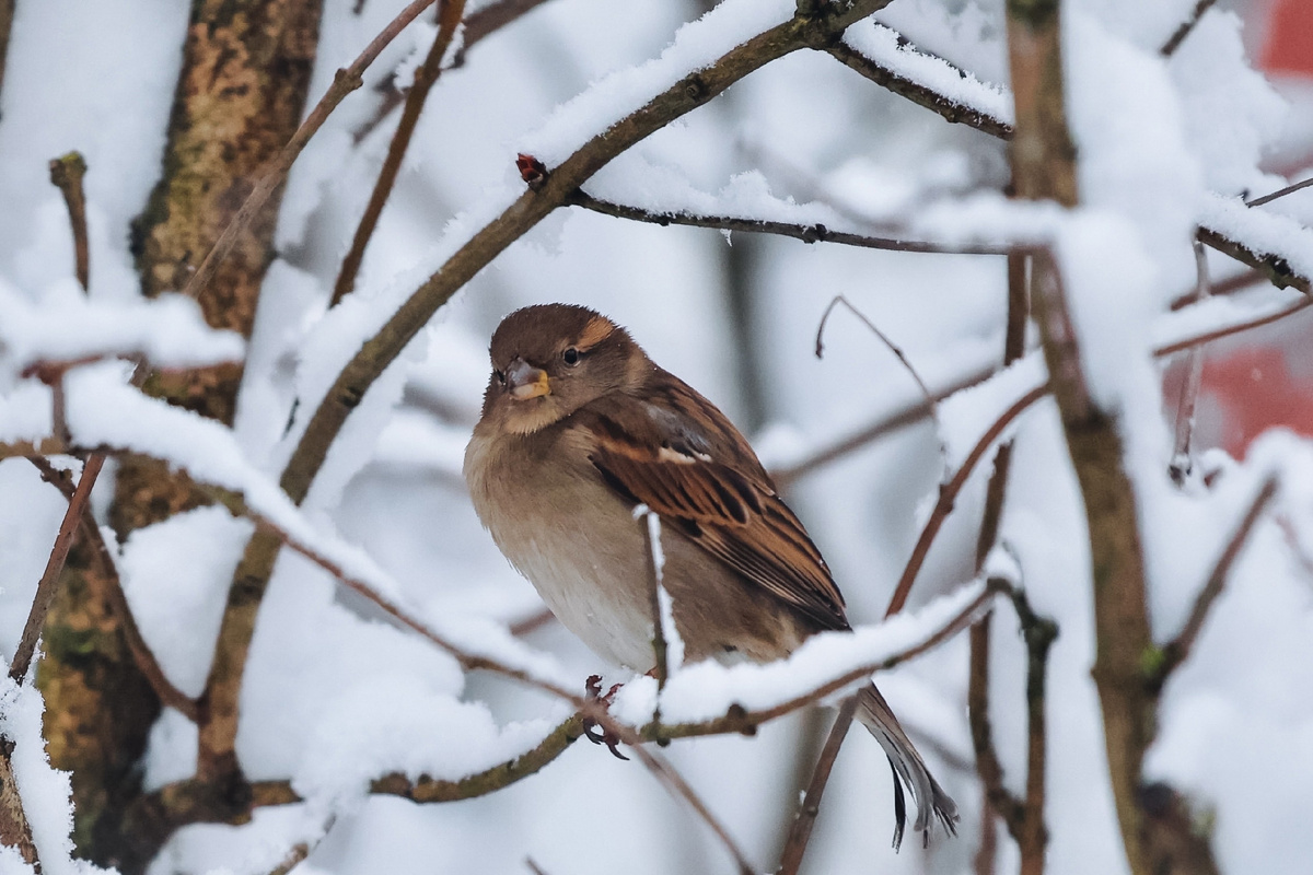 Фото: Anastasia Asakura