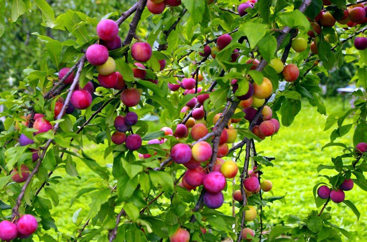 Плодовое дерево