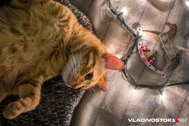 Источник: 
Елена Буйвол / VLADIVOSTOK1.RU