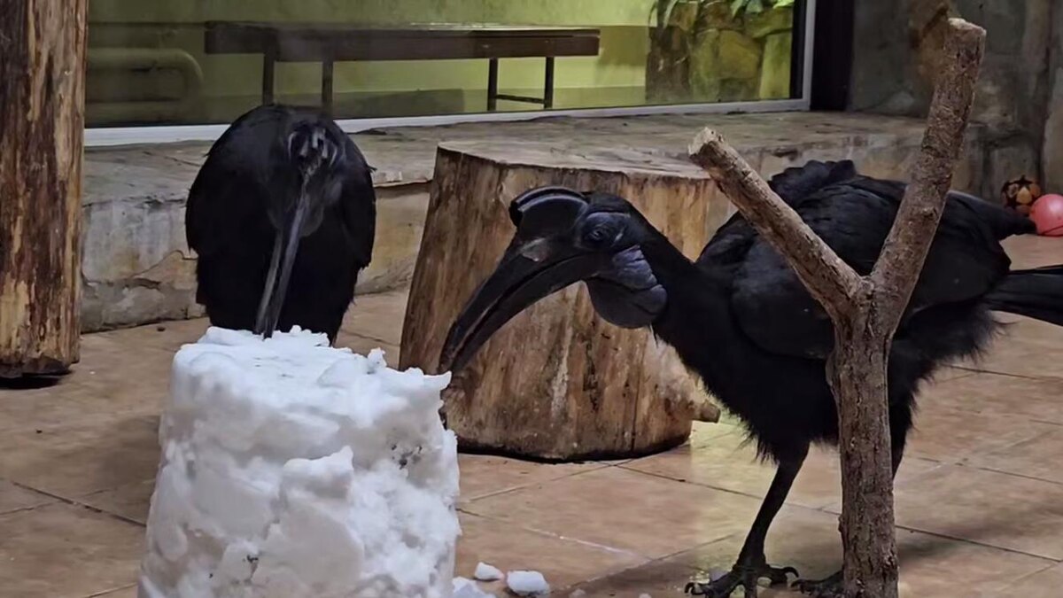    Фото: t.me/lenzoopark