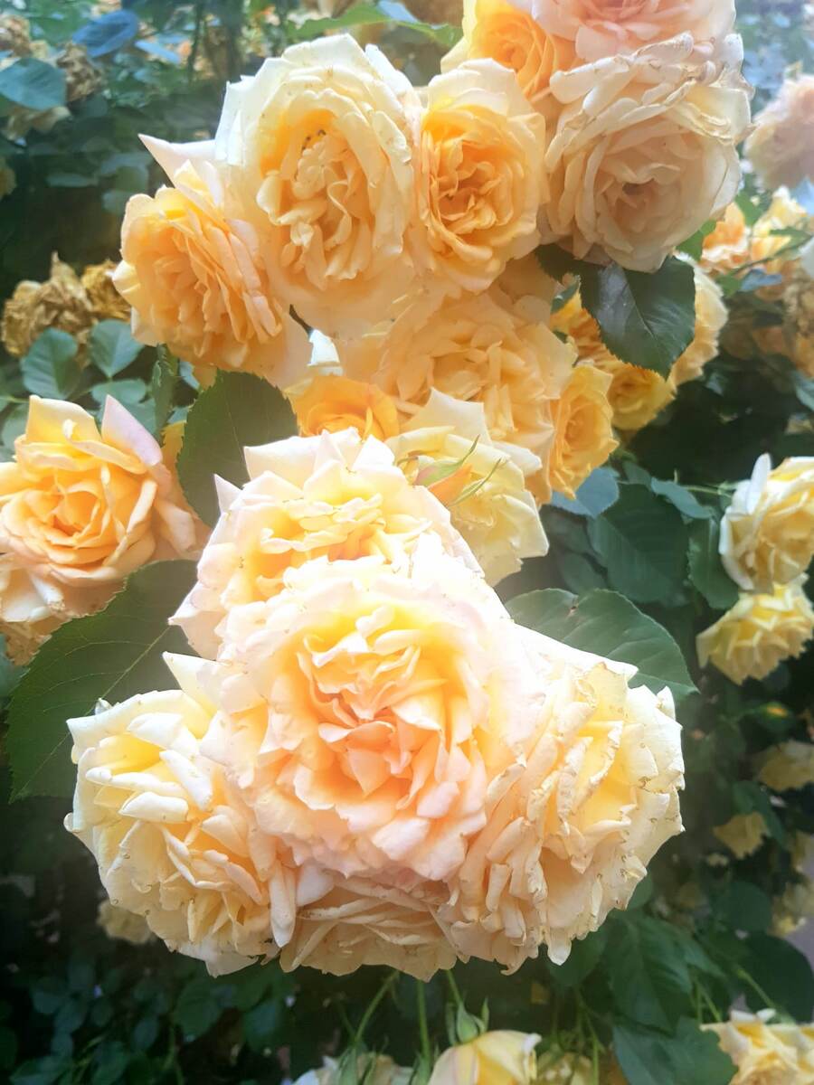 Кисловодск - розы