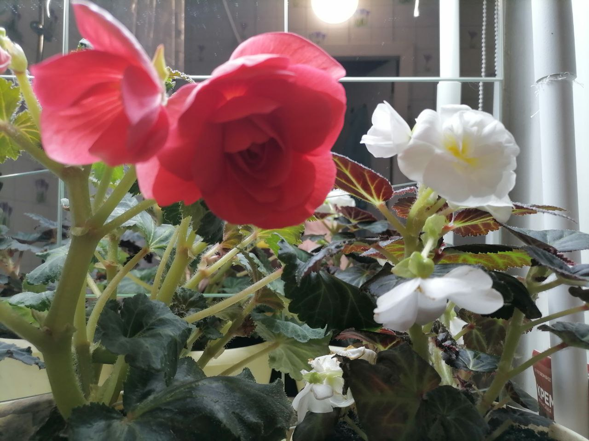 Бегонии Парижанка и Нон Стоп белая, обе вырастила из семян, фото автора