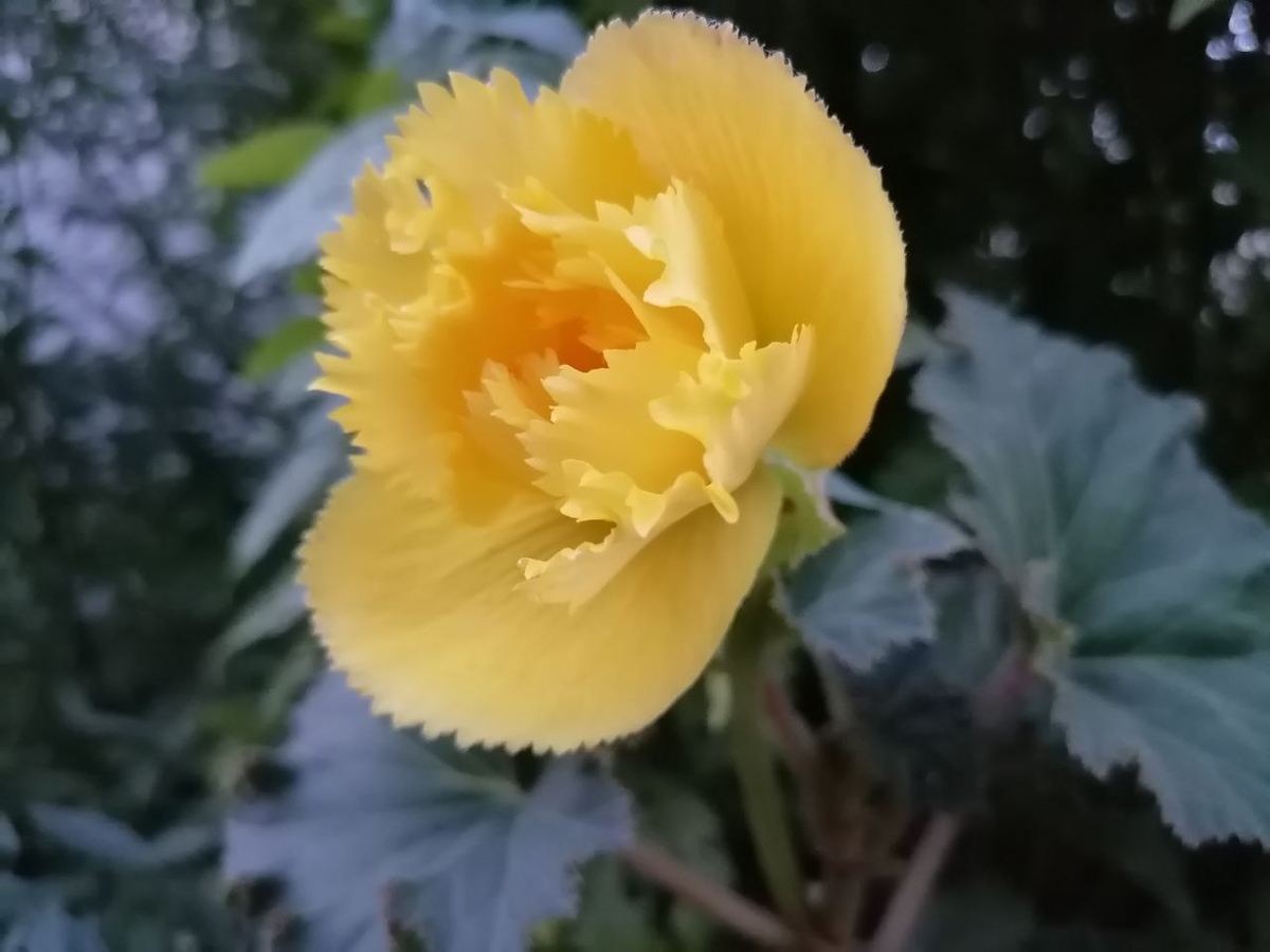 Моя первая самостоятельно выращенная бегония, клубневая Фимбриата, фото автора