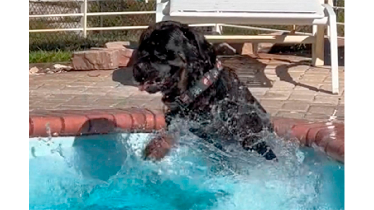    Питомец обожает плескаться в воде