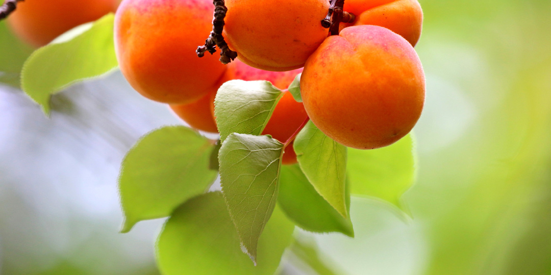 Зимостойкие АБРИКОСЫ: созреют даже в Сибири