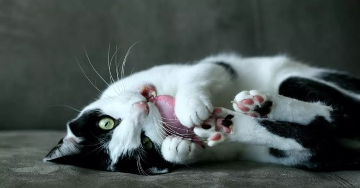 Фото cdn-fastly.petguide.com.