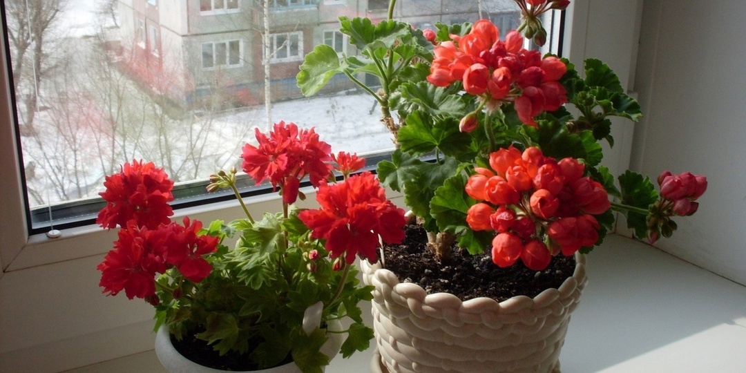 3 таблетки на литр воды, и вы не узнаете герань: без перерыва будет выпускает бутоны