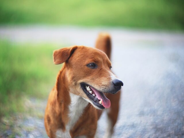    Фото: 123RF/kobkik