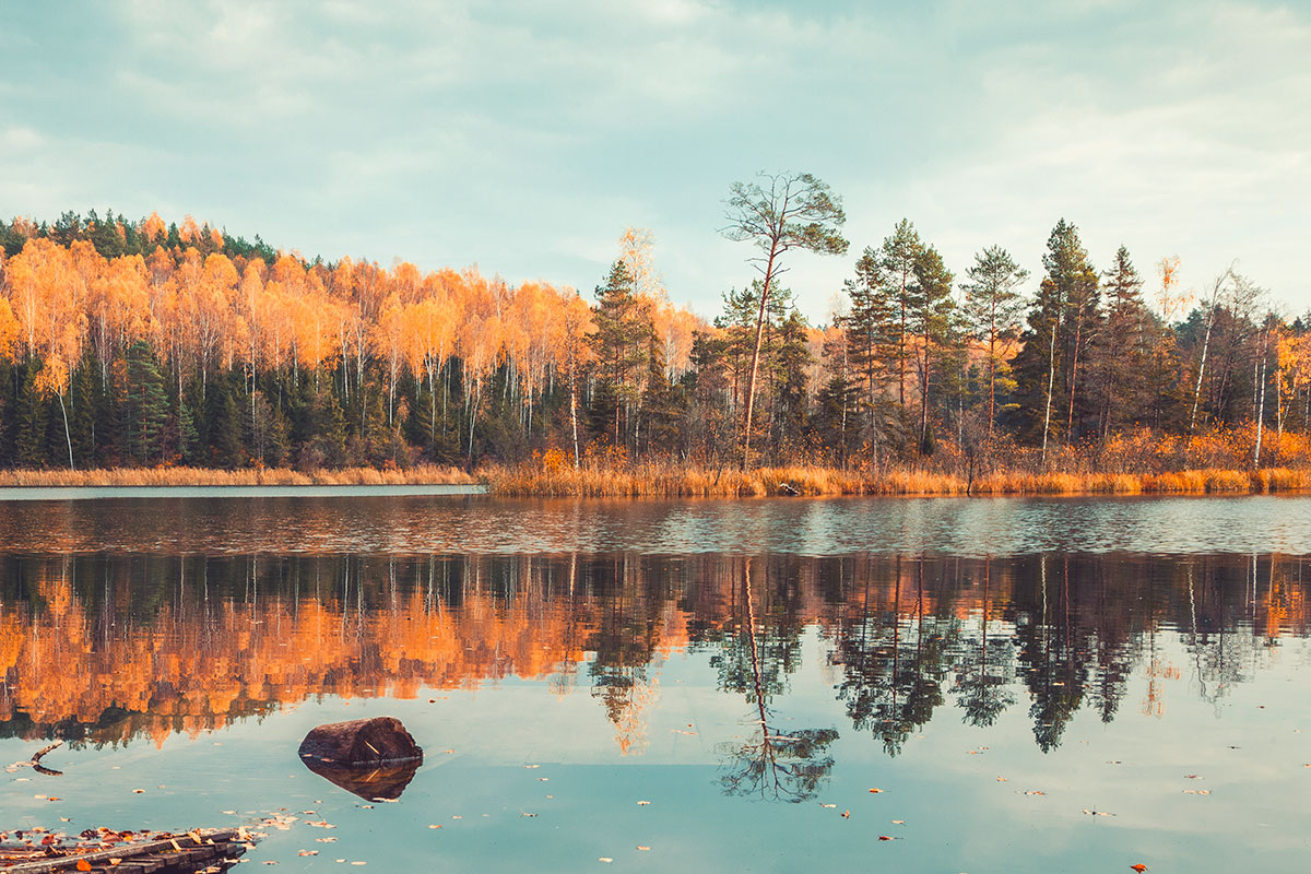    Фото: Pedal to the Stock / Shutterstock.com