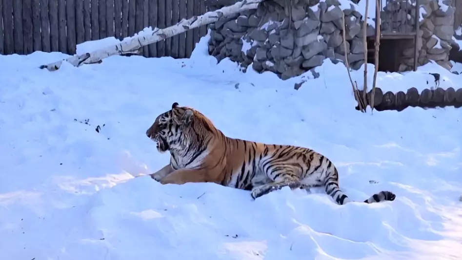 От страха избавилась тигрица в Хабаровске