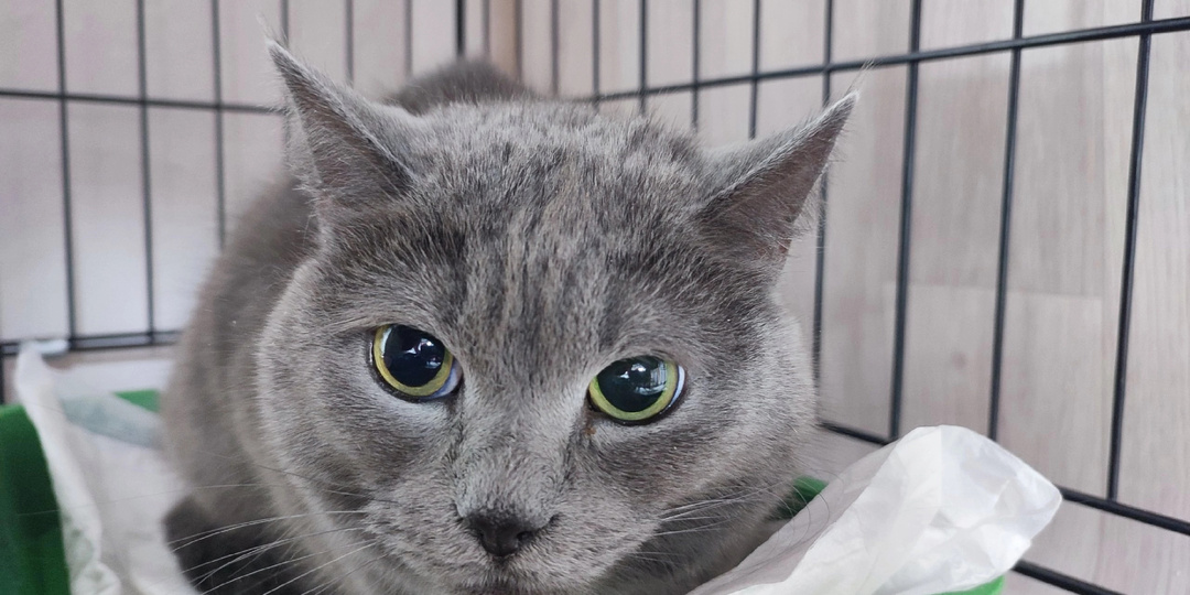 Разбитое сердце Сатоми