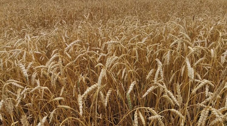    Твердая пшеница все больше интересует аграриев Пензенской области