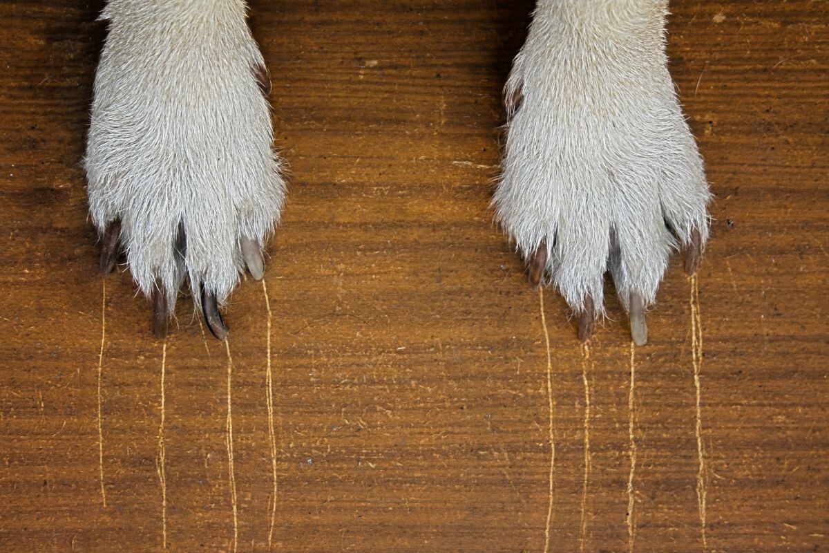 Почему собака царапает пол