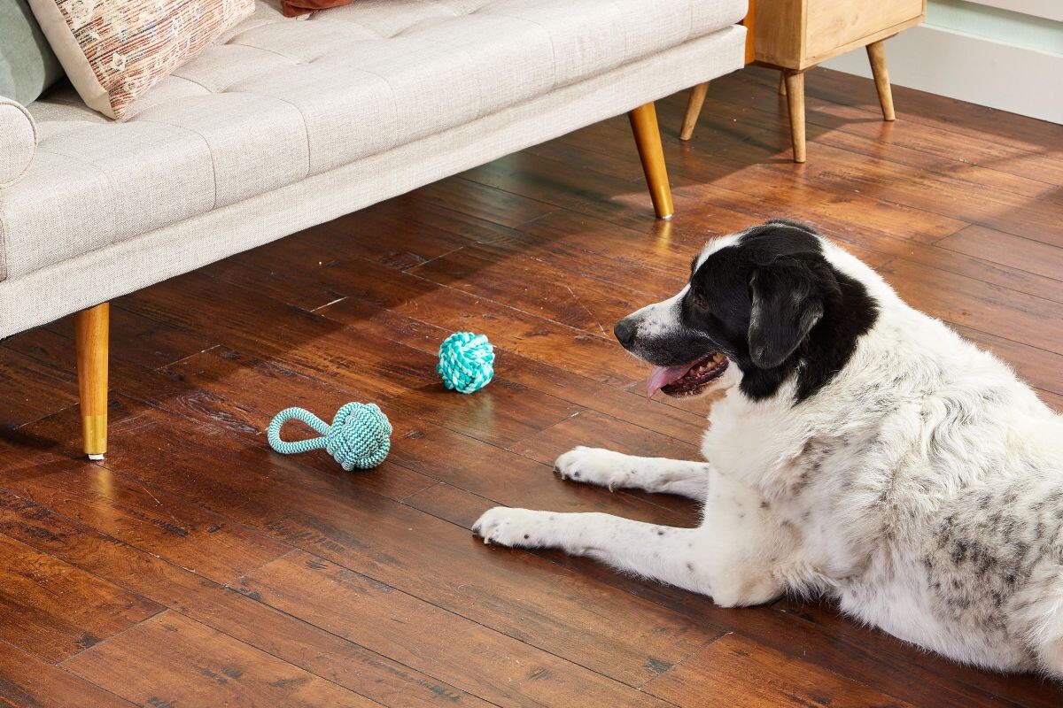 Почему собака роет пол в квартире