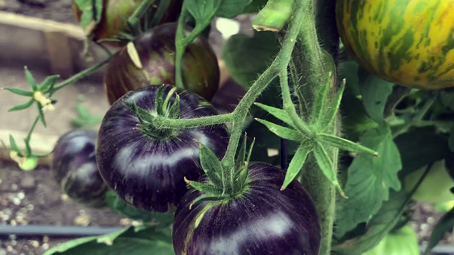 Зеленая богиня Ксанаду-2024 г.