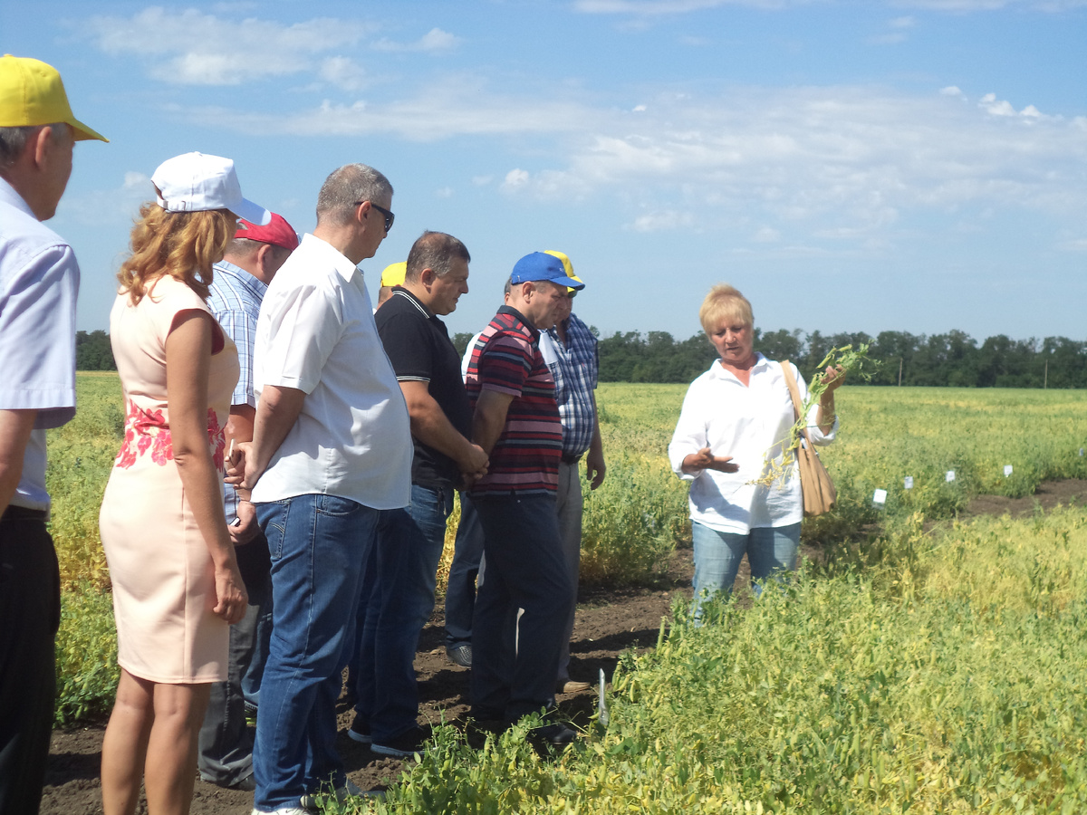 День поля в ДЗНИИСХе. Рассказывает и показывает
кандидат сельскохозяйственных наук
Н.А. Конобова. 2016 год. / ФОТО из архива редакции