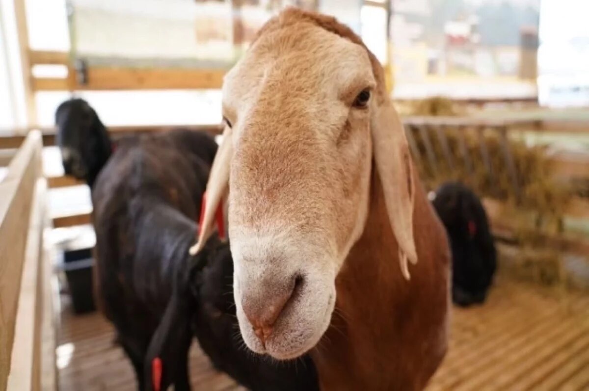    Десять овец спали огнеборцы на пожаре в садовом доме в Печорах