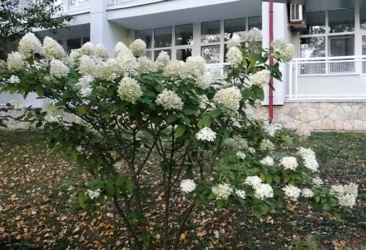 Данную гортензию в санатории стали формировать штамбовым кустом.Фото автора