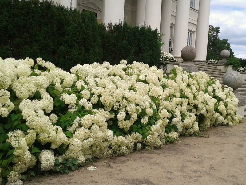 Очаровательная изгородь из гортензии. Фото из доступного источника